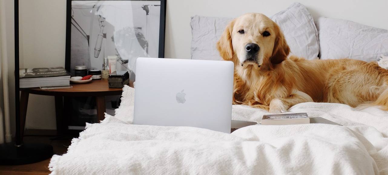 Petfluencer - Haustiere als Internetstars