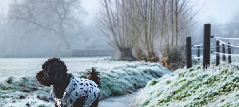 Petfluencer - Haustiere als Internetstars