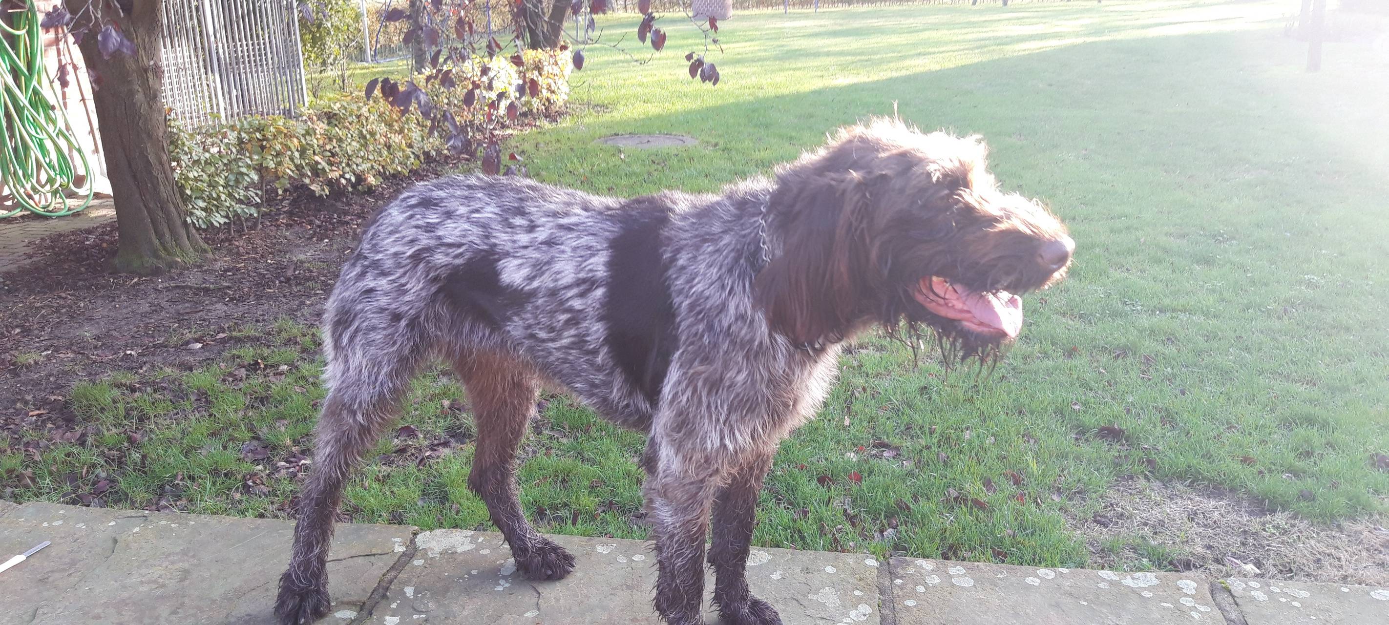 Hund Bella in Borken vermisst
