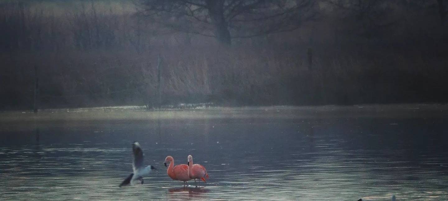 Zwillbrocker Venn: Die ersten Flamingos