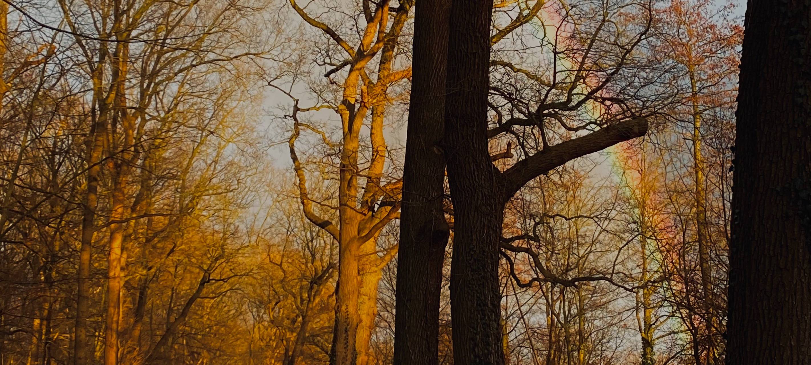 Vreden: Bäume für Klimaschutz