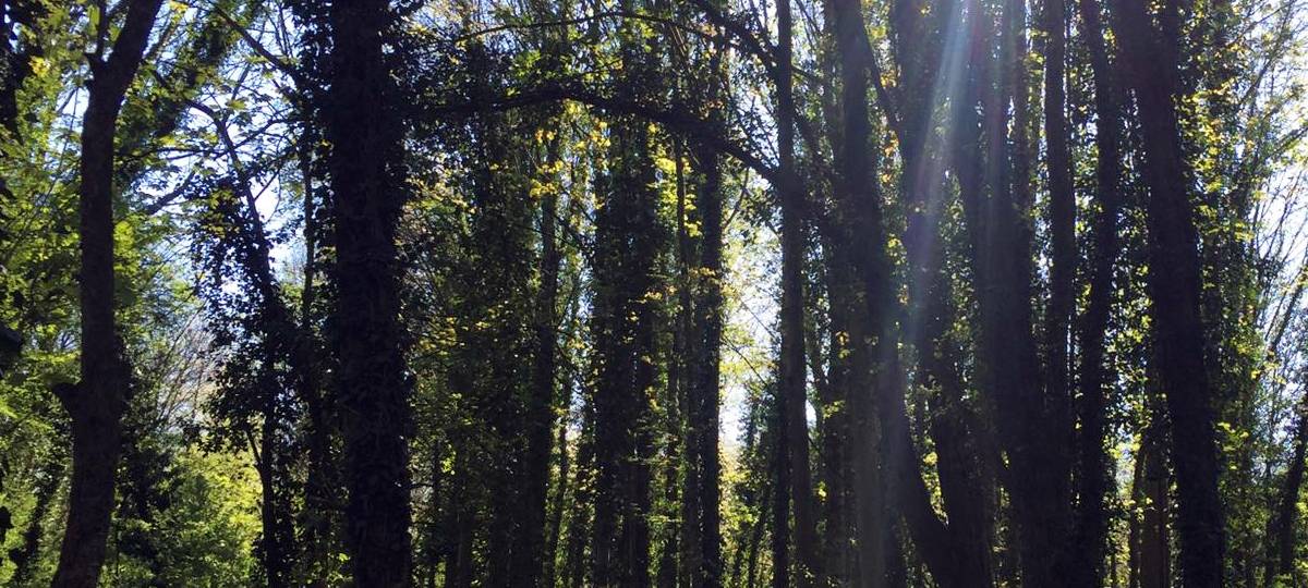 Unterschriftensammlung zur Rettung des Bruuner Buschs