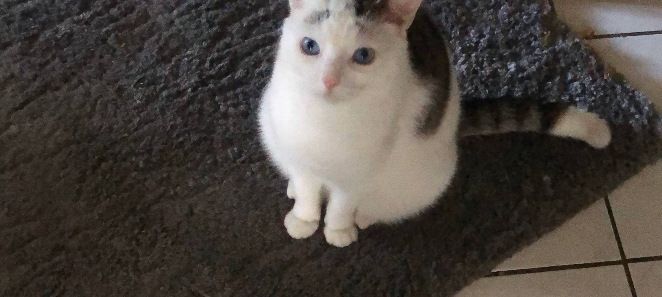 Weißer Kater in Gemen am Horneburgweg / Langenkamp entlaufen