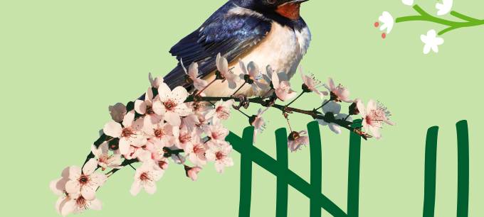 An diesem Wochenende große Vogel-Zählaktion