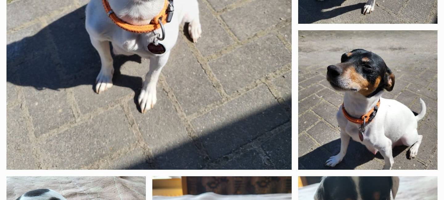 Hundewelpen in Bocholt abzugeben