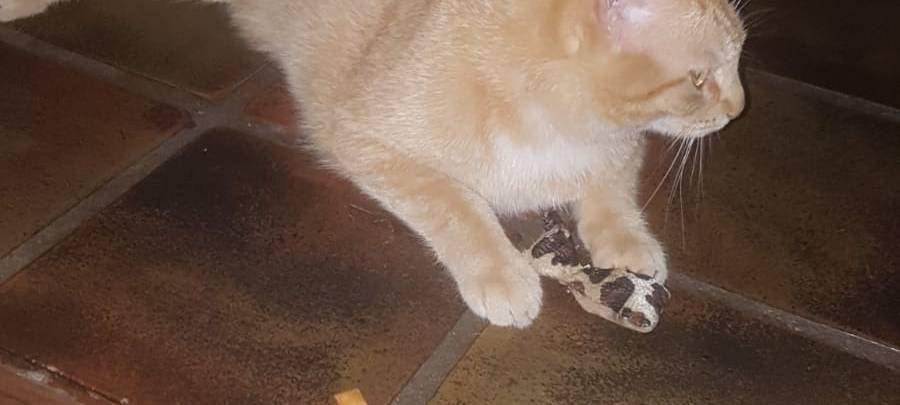 Kater in der Lönsstraße in Bocholt entlaufen
