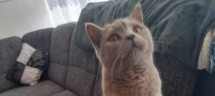 Katze Luna in Biemenhorst entlaufen