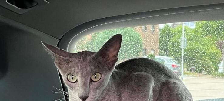 Nadine aus Mussum vermisst ihre Katze