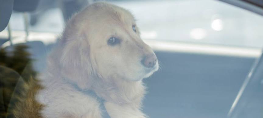 Bocholt: Hund bei 30 Grad im Auto