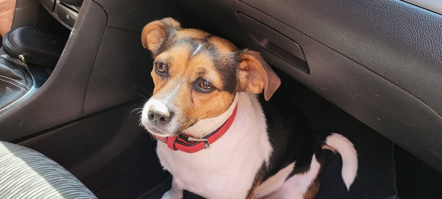 Jeckrussel Terrier Maja in Darfeld entlaufen