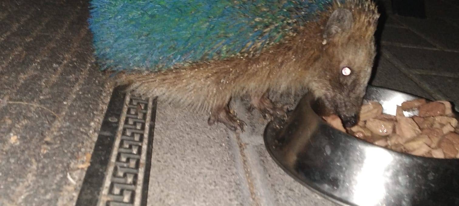 Lackierte Igel, Belohnung verdoppelt