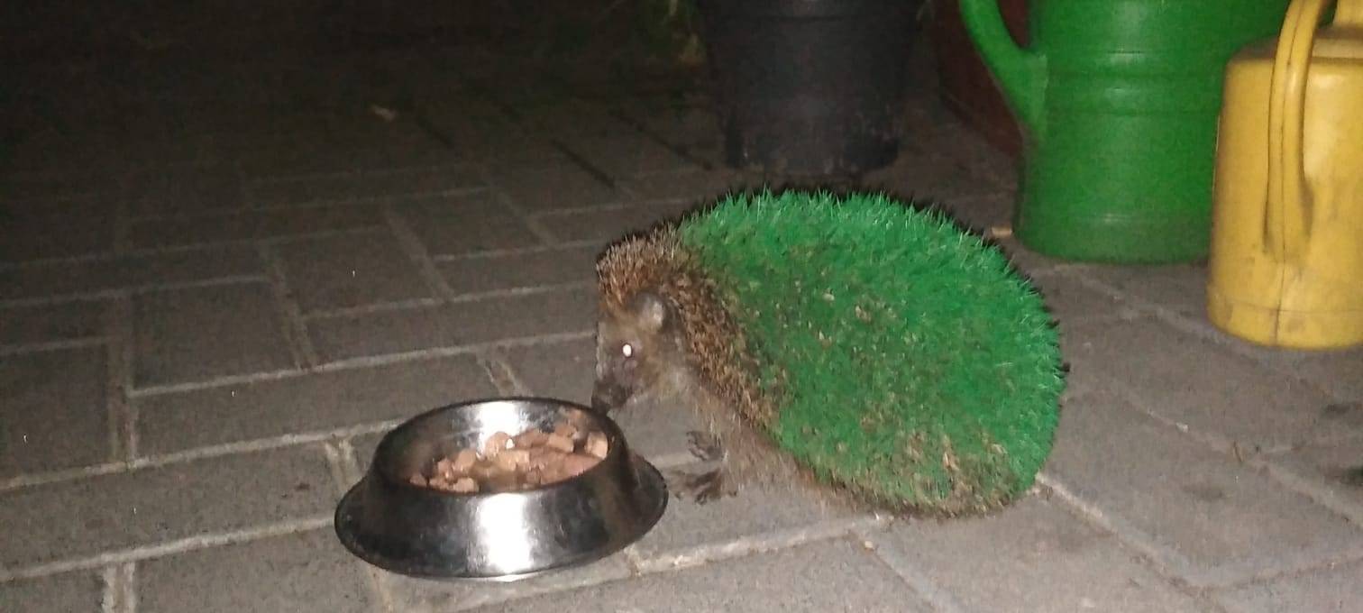 Drei Igel mit Farbe lackiert