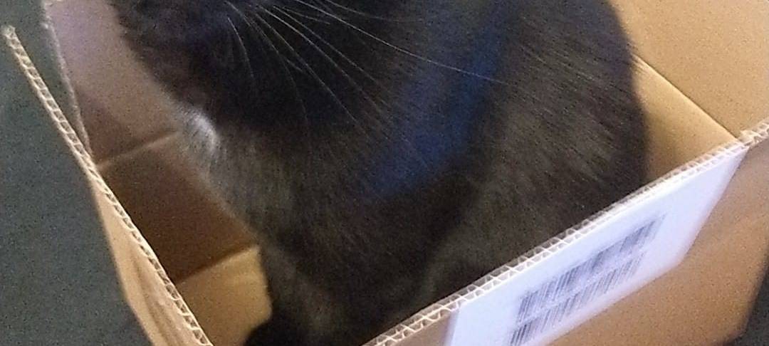 Kater Whisky in Velen entlaufen