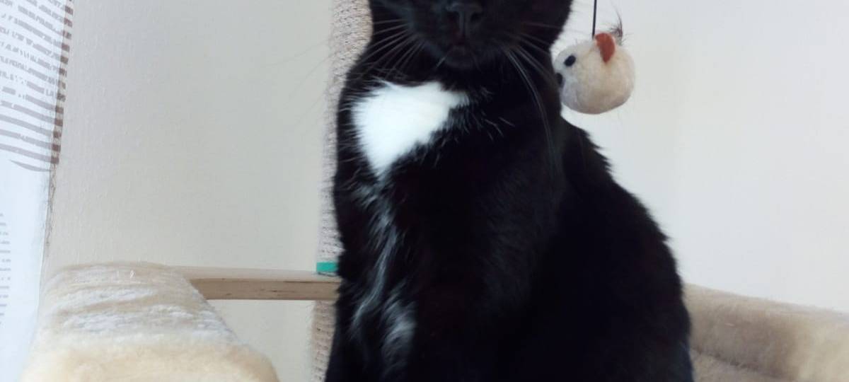 Kater in Weseke entlaufen