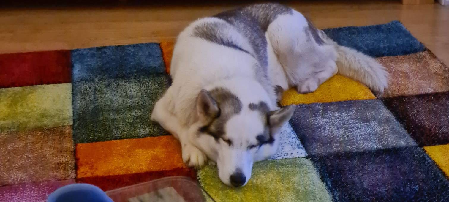 Hund in Gescher entlaufen