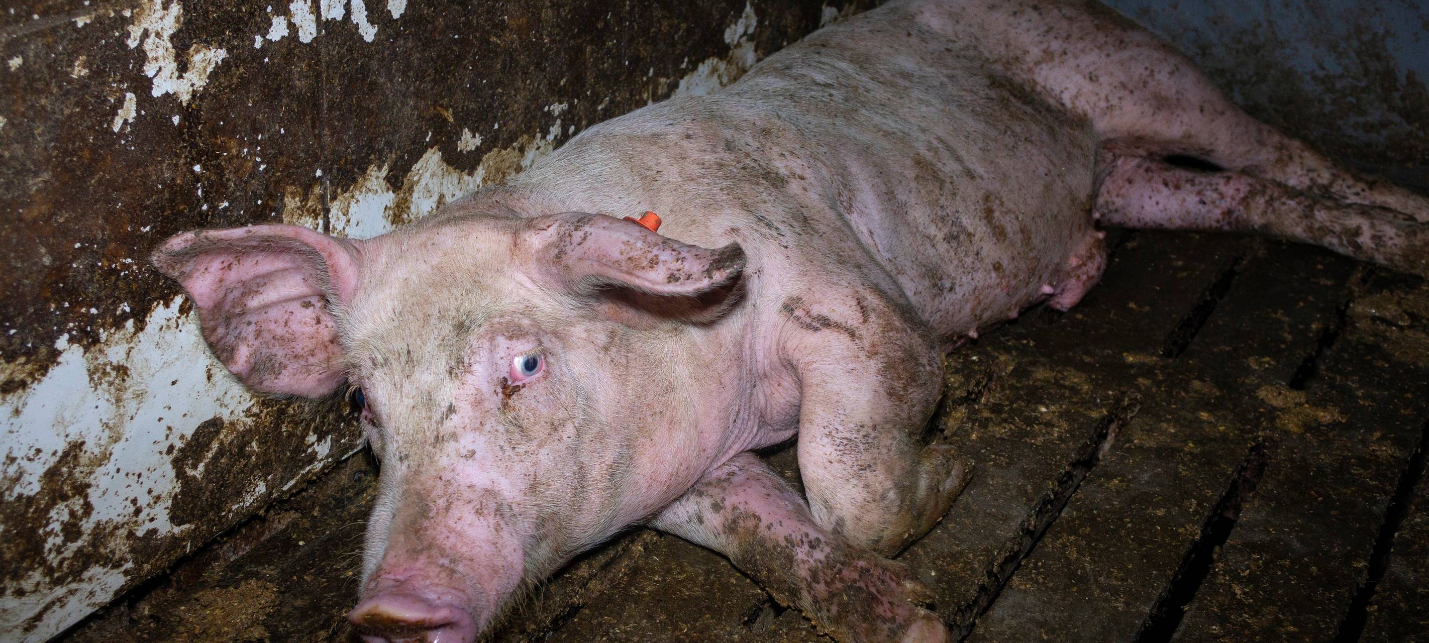 Tierquälerei bei Westfleisch - auch in Velen