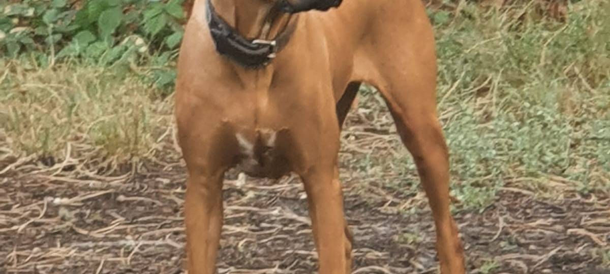 Rhodesian Ridgeback in Heek entlaufen