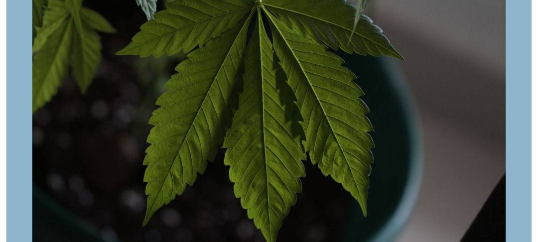 Prozess gegen sechs Angeklagte aus dem Münsterland: Handel mit Cannabis