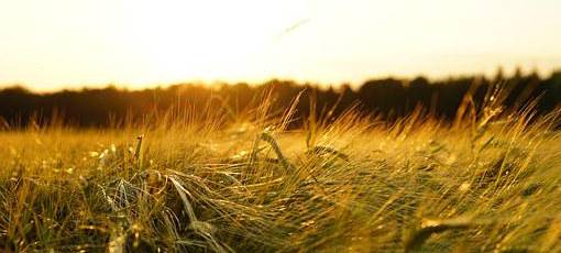 Die Erntebilanz im Kreis Borken