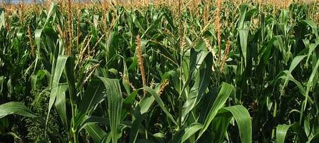 Polizei sucht Zeugen in Schöppingen