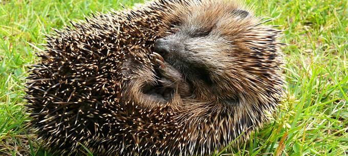 Beobachtungen zu Igel und Maulwurf melden
