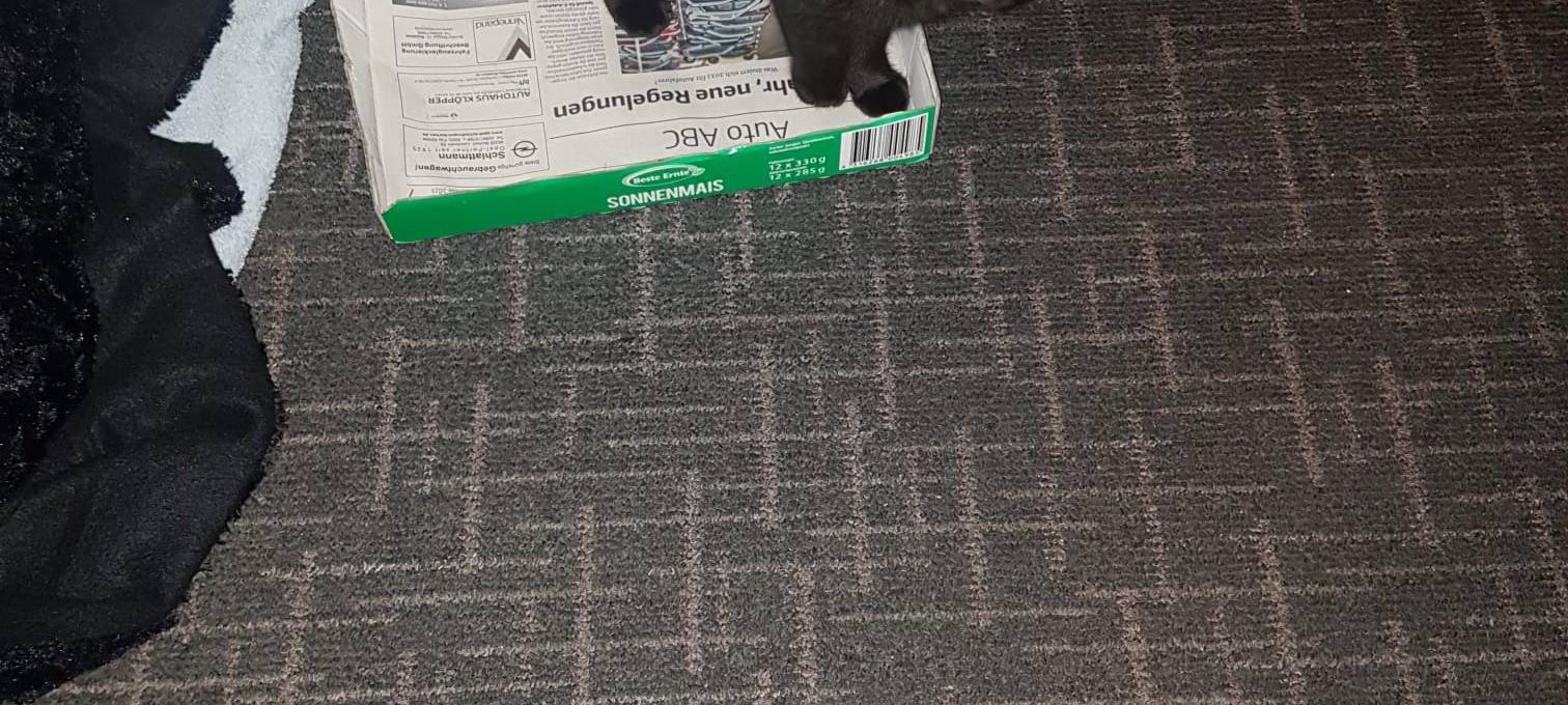 Katze in Borken zugelaufen