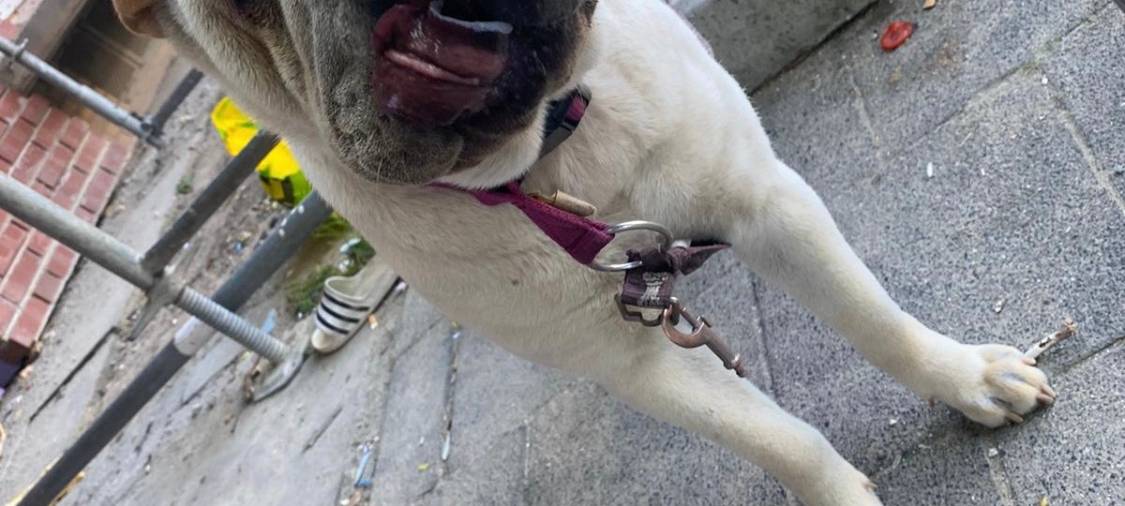 1,5-jährige Sharpei-Dame entlaufen