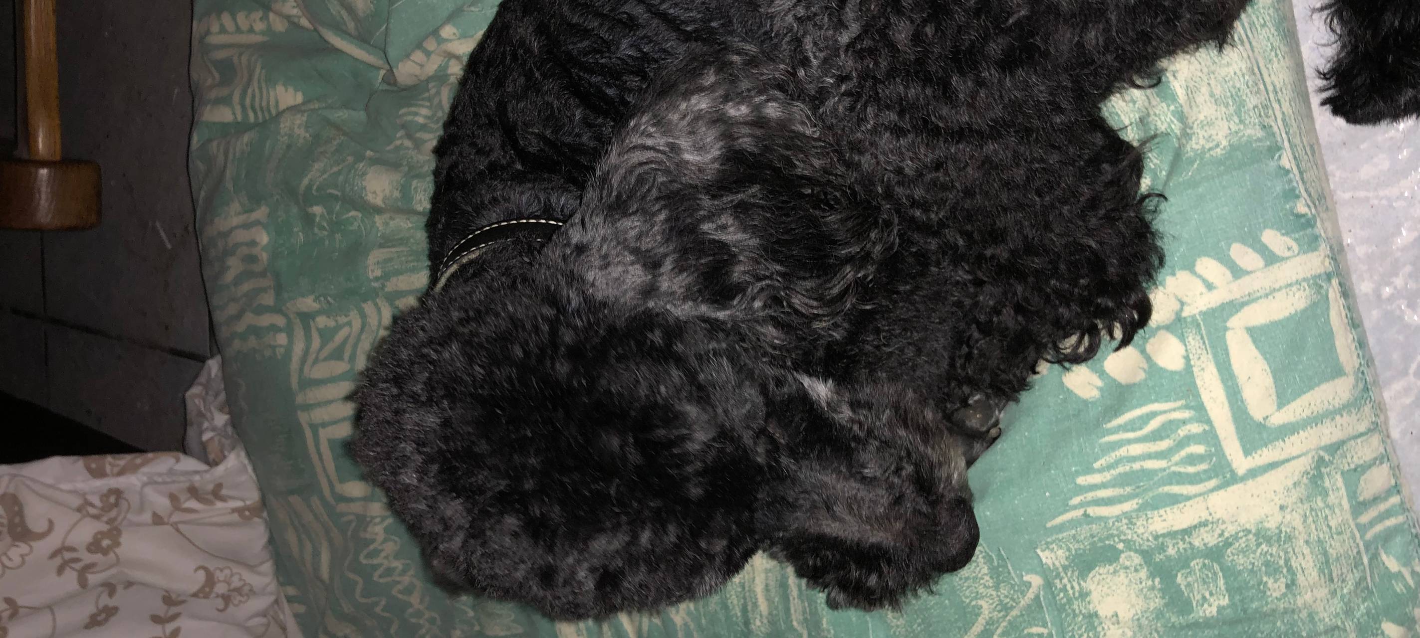 Hund in Rhede-Krechting entlaufen