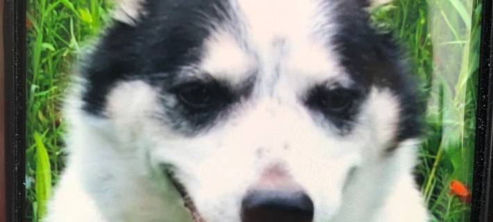 Geraubter Hund weiterhin vermisst!