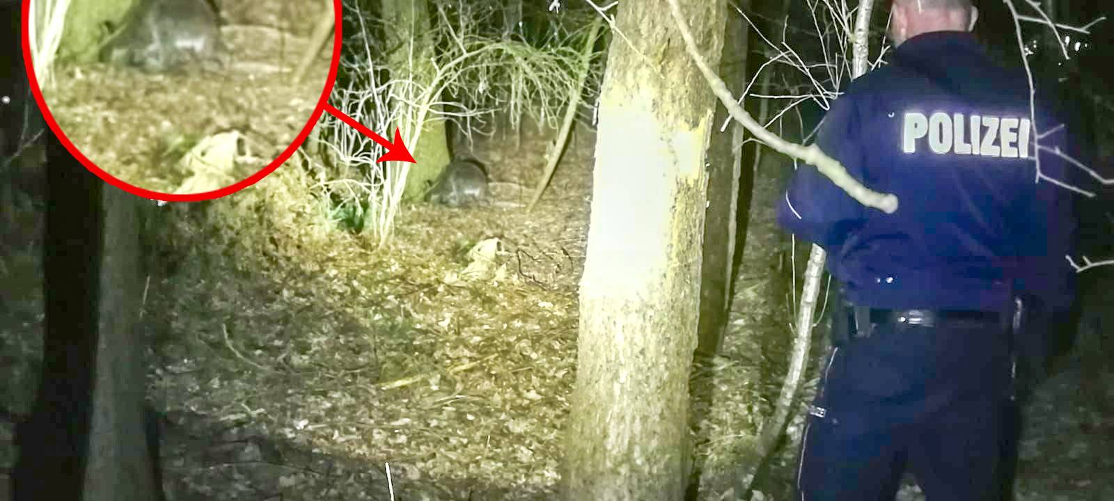 Vreden: Känguru ausgebüxt