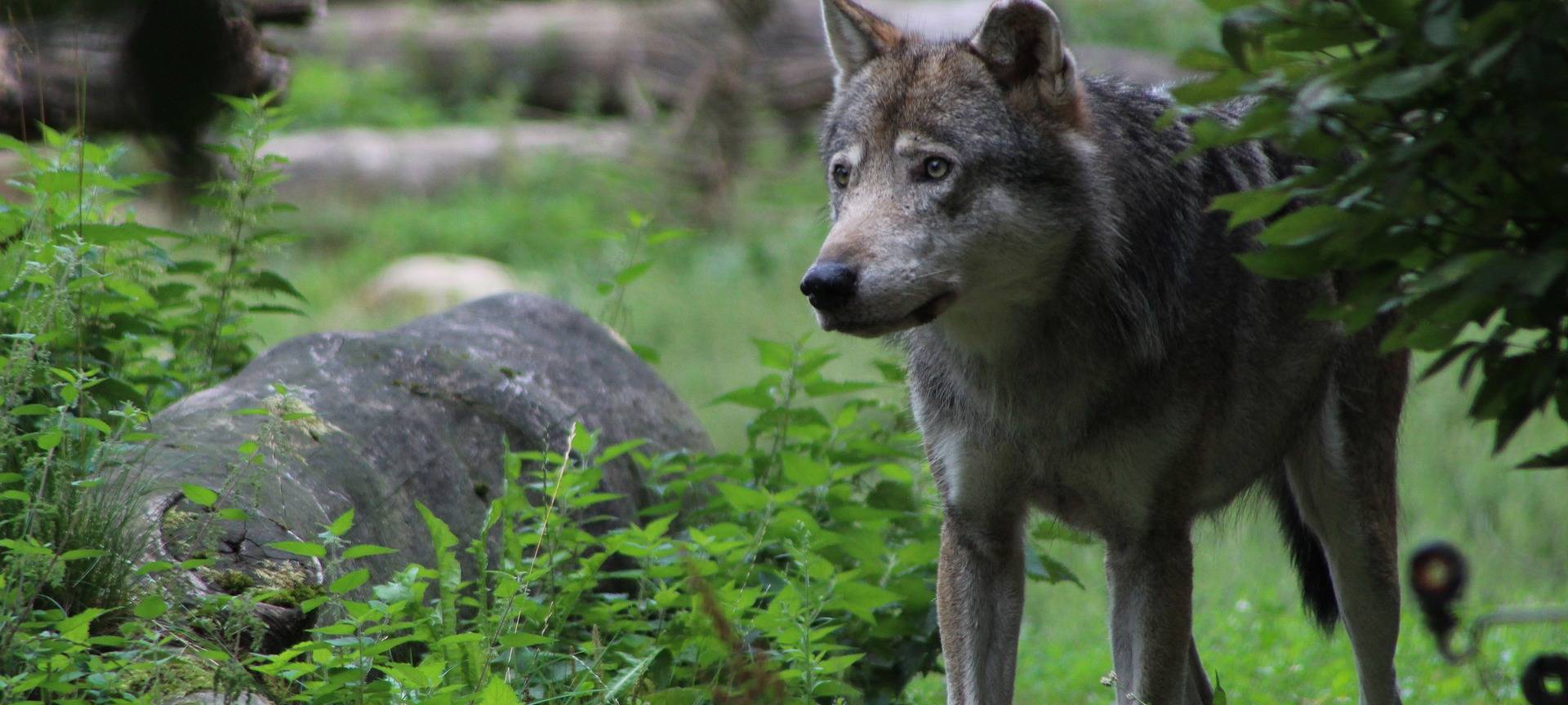 Wölfin Gloria macht sich wieder bemerkbar
