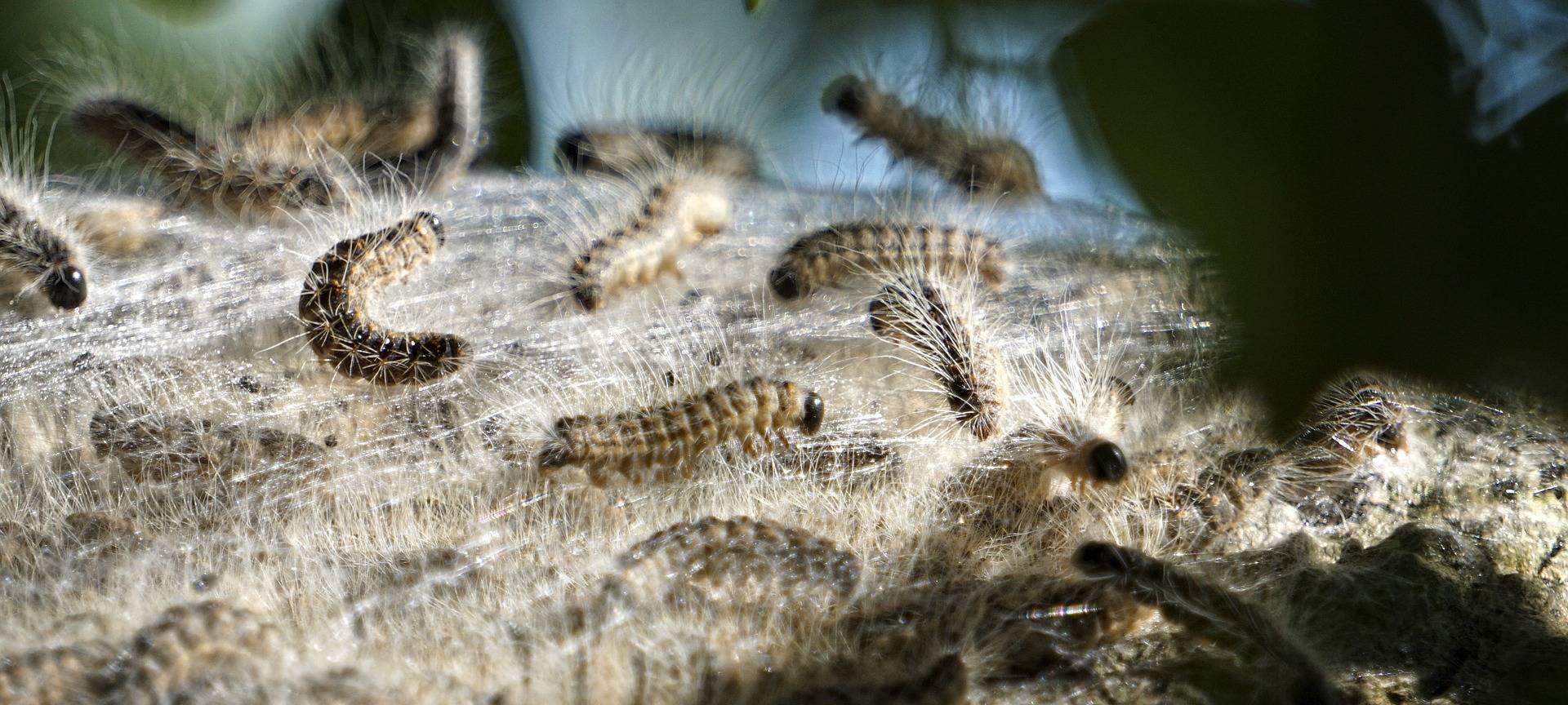 Ahaus bekämpft den Eichenprozessionsspinner