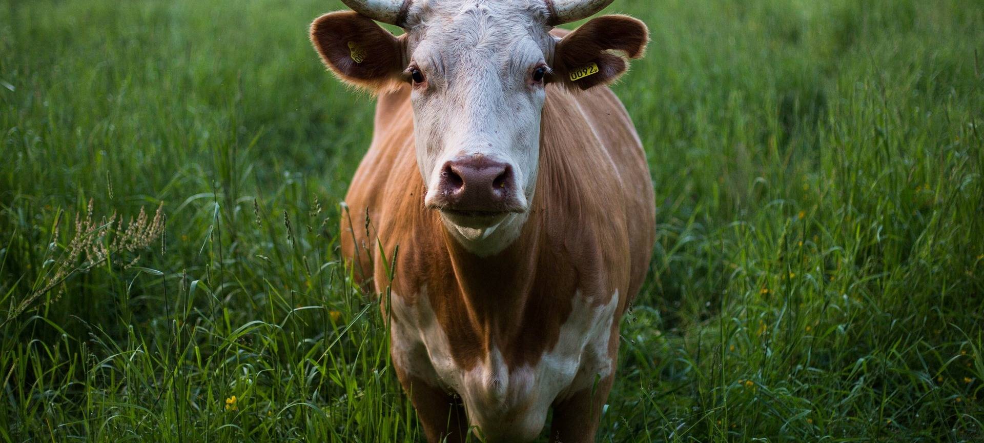 Hundekot gleich Kälbchentot?