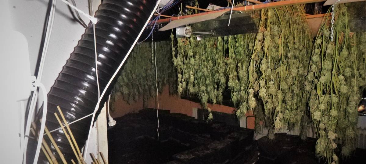 Cannabisplantage in Isselburg aufgeflogen