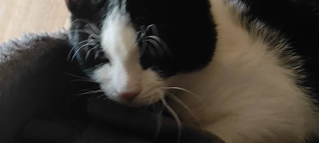 Katze in Bocholt/Holtwick entlaufen