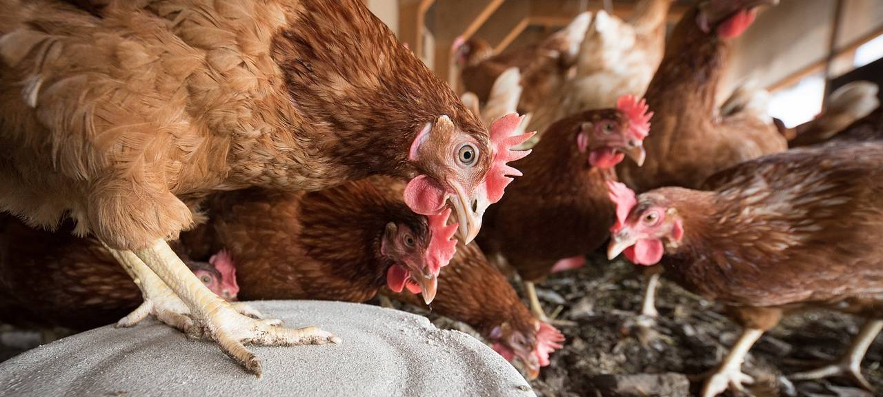 Kreis prüft Verstoß gegen Tierschutz