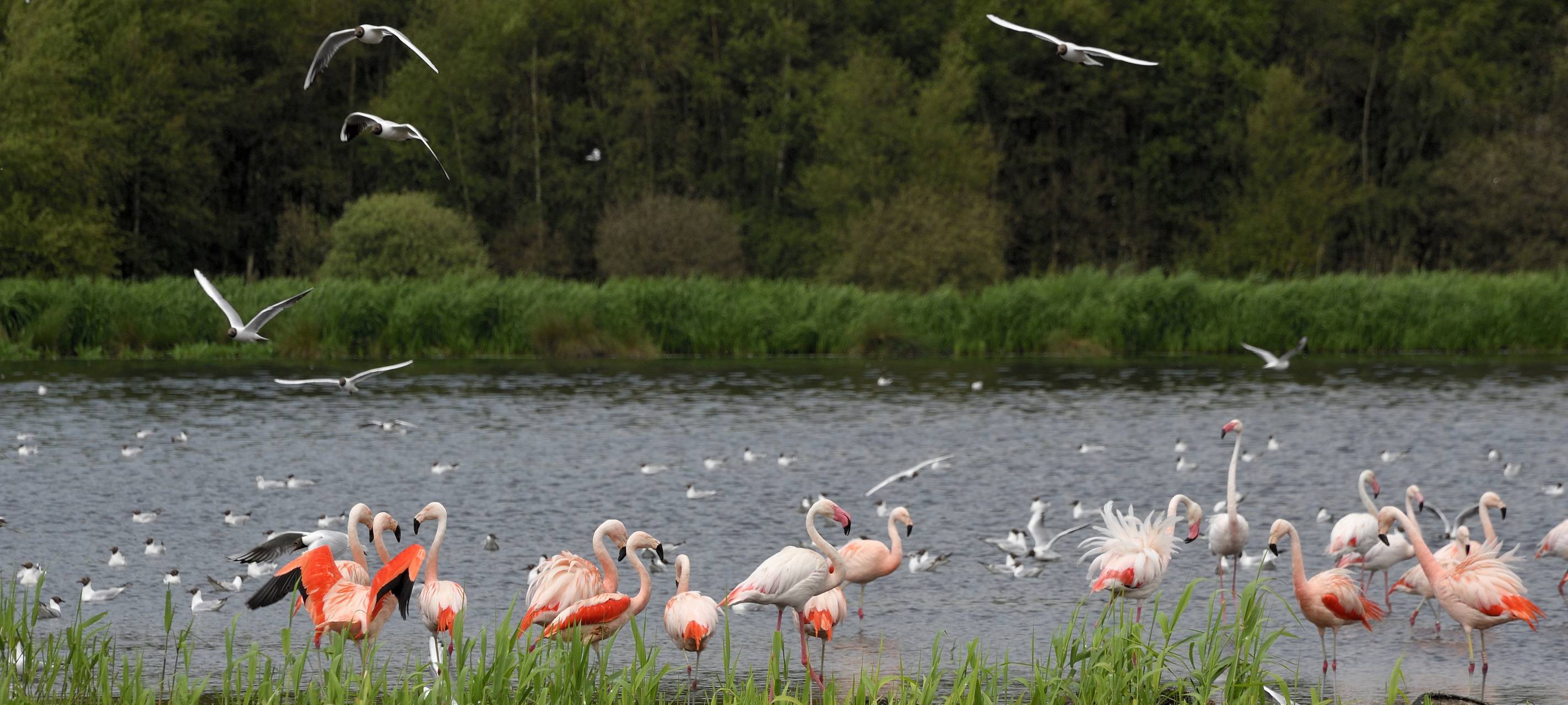 Neue Flamingo-Küken im Zwillbrocker Venn