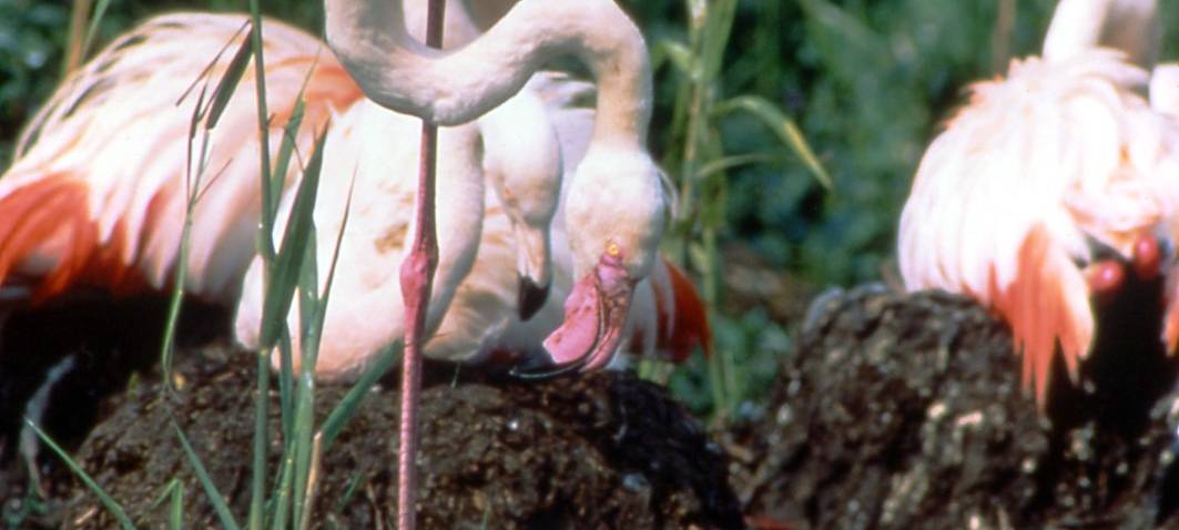 Neue Flamingo-Küken im Zwillbrocker Venn