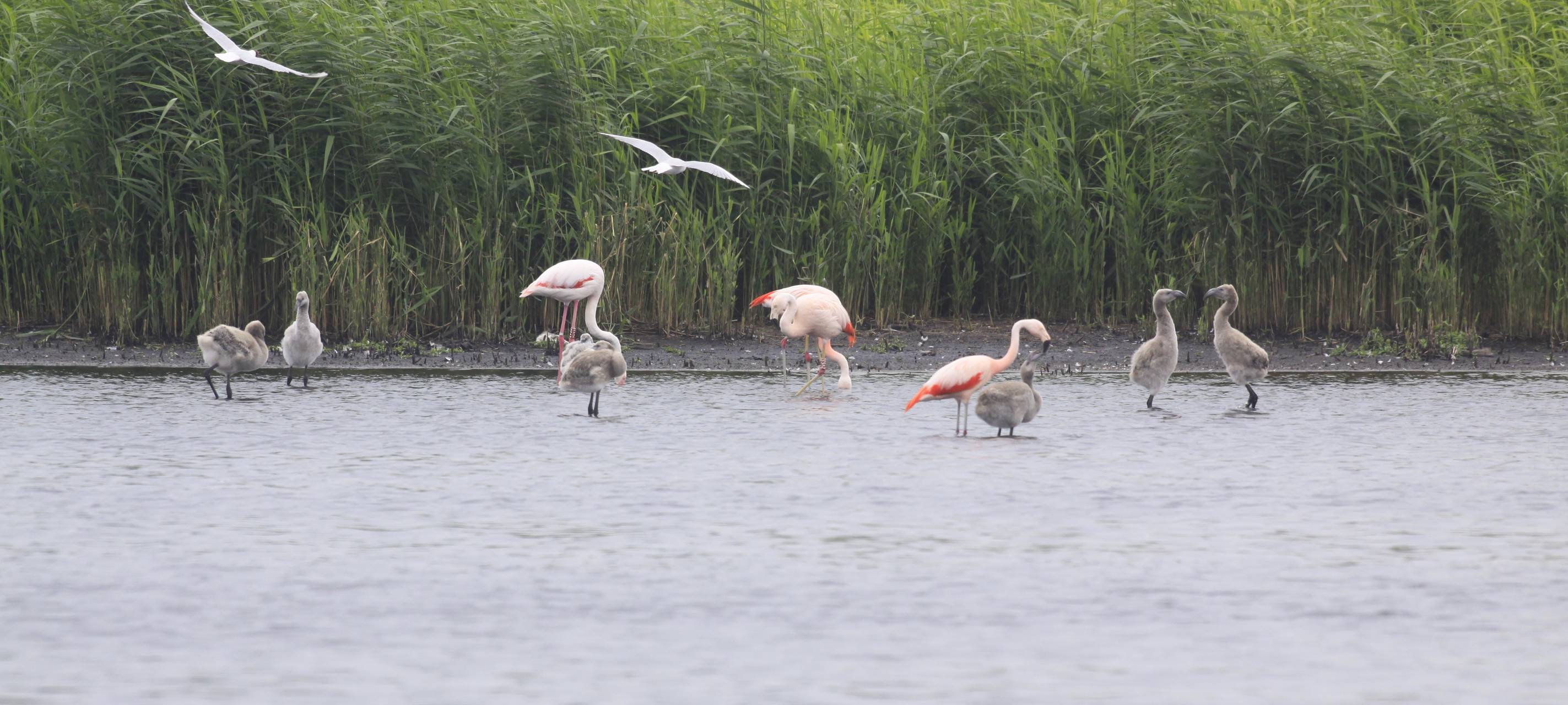 Neue Flamingo-Küken im Zwillbrocker Venn