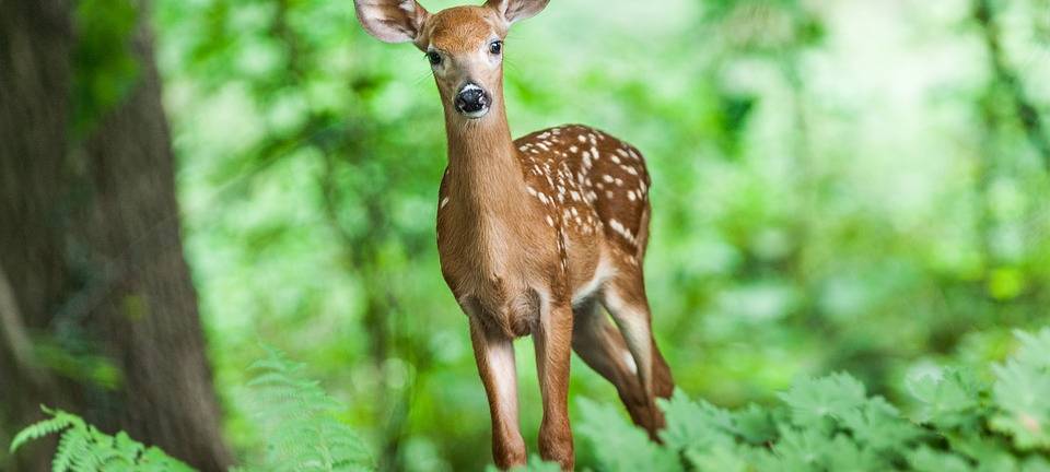 Jetzt wieder verstärkt auf Wild achten