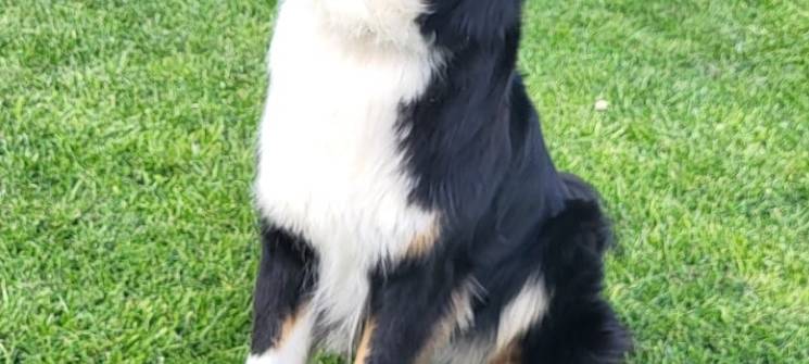 Hund nach Weseke entlaufen