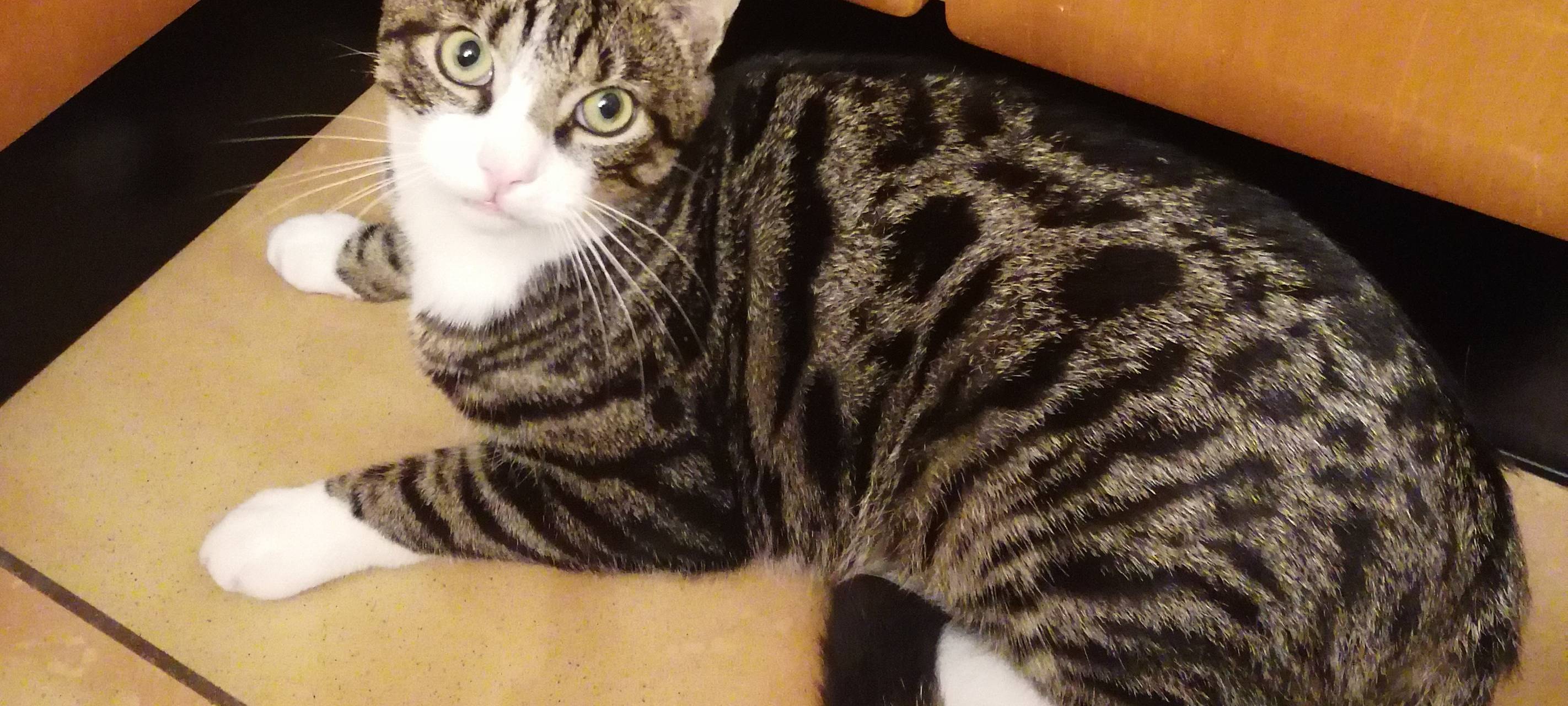 Kater Pepe entlaufen