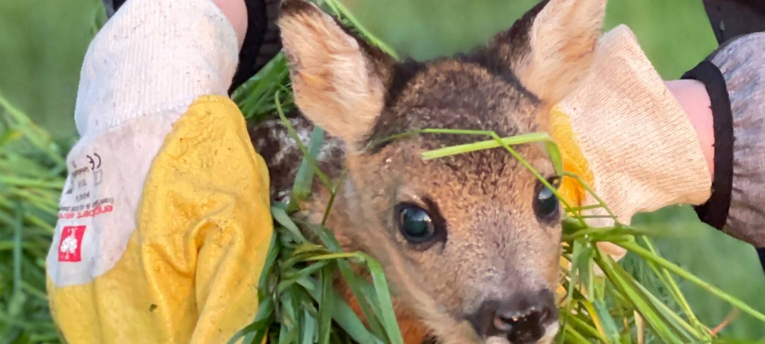 Rehkitzrettung Saison startet
