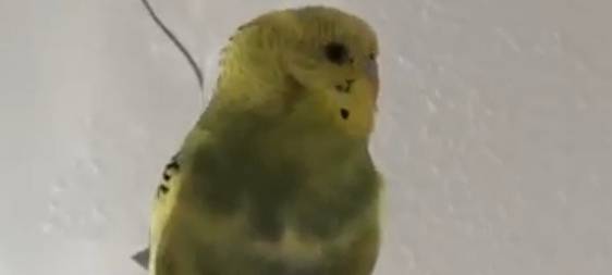 Wellensittich in Marbeck gefunden