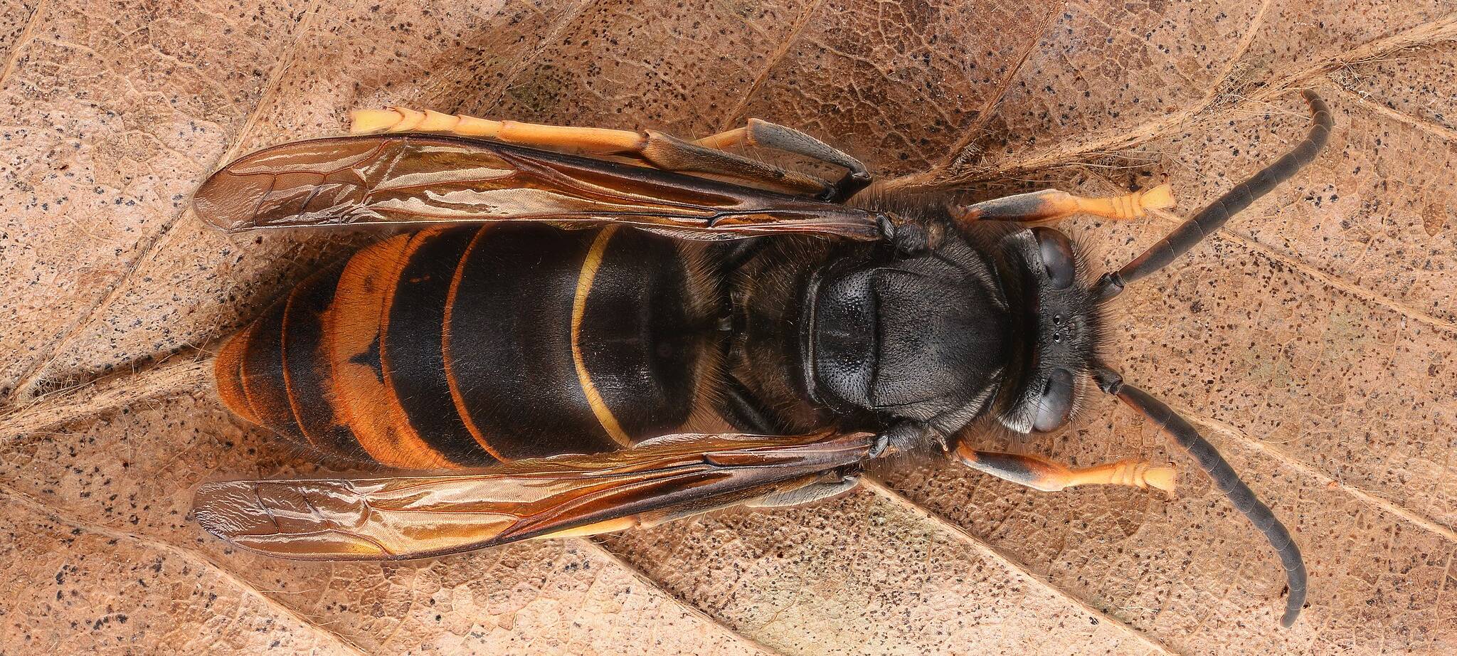 Asiatische Hornisse gilt als etabliert