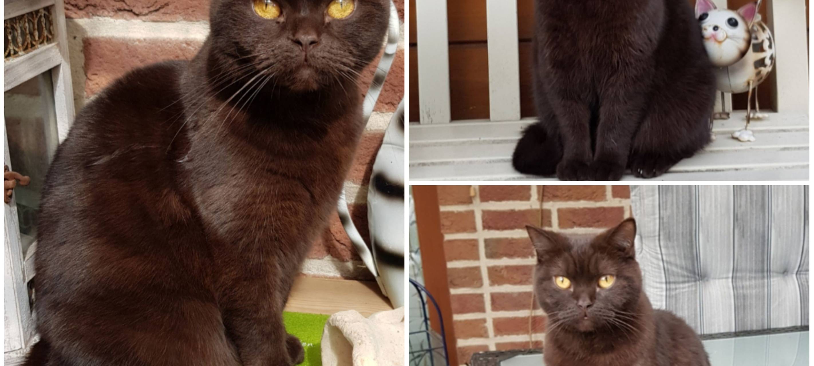 Australien Sheppert Finn entlaufen