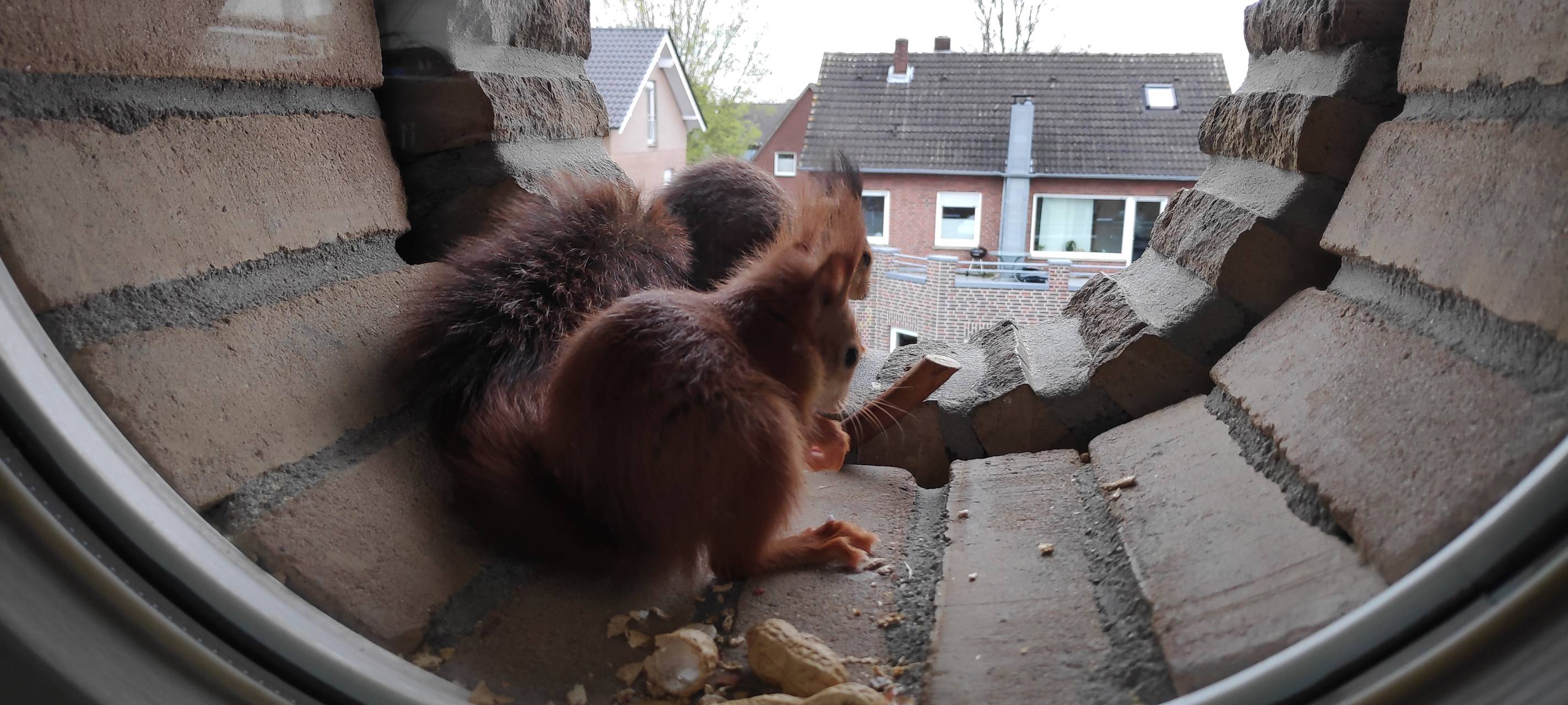 Eichhörnchenfamilie in Rhede