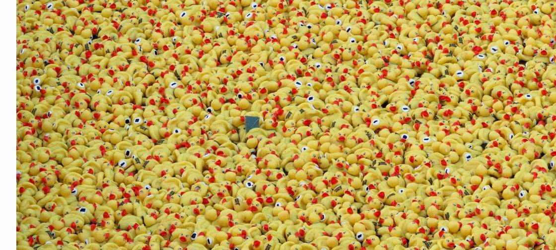 Das sind die Gewinner des Entenrennens