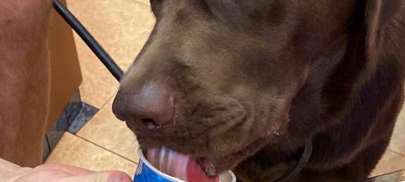 Tierisch lecker? Wir haben das Hundeeis is Oeding getestet