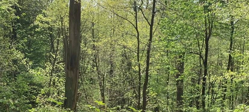 Chormusical sammelt tausende Euro für Regenwald